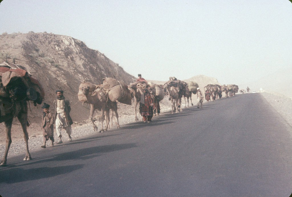 Lạc đà thồ hàng trên đường quốc lộ.