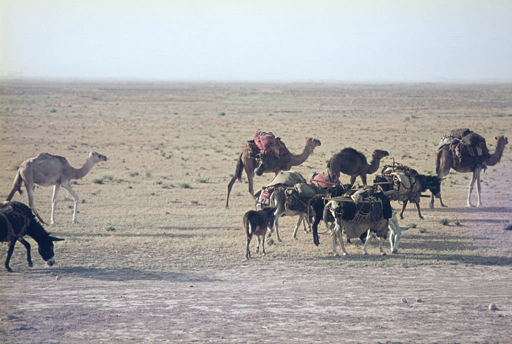 Lạc đá và lừa được chăn thả trên sa mạc.