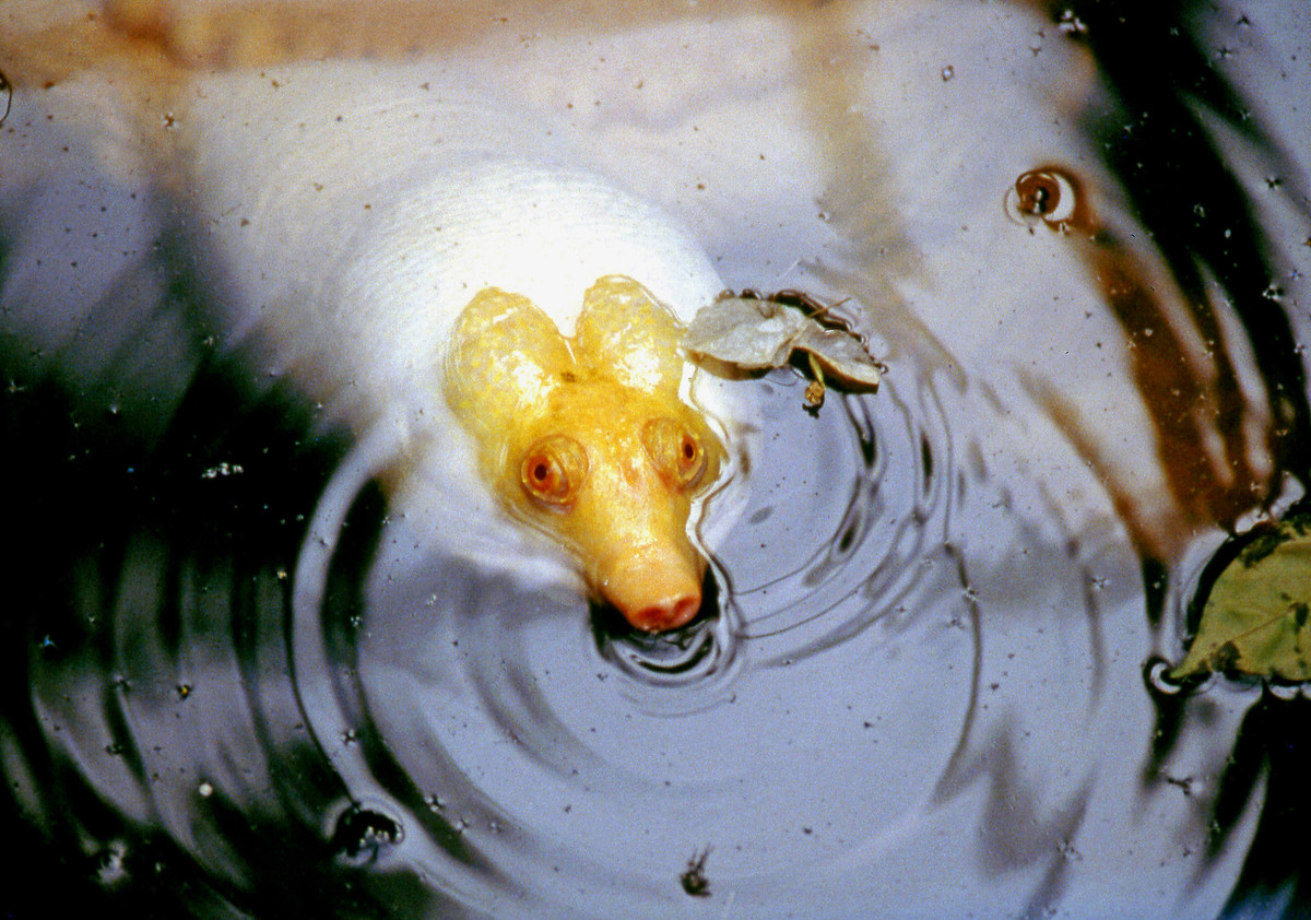 Con ba ba bạch tạng được nuôi ở trại rắn Đồng Tâm, Tiền Giang.