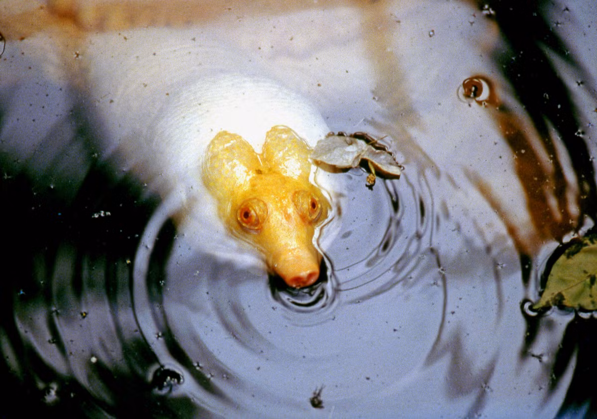 Con ba ba bạch tạng được nuôi ở trại rắn Đồng Tâm, Tiền Giang.