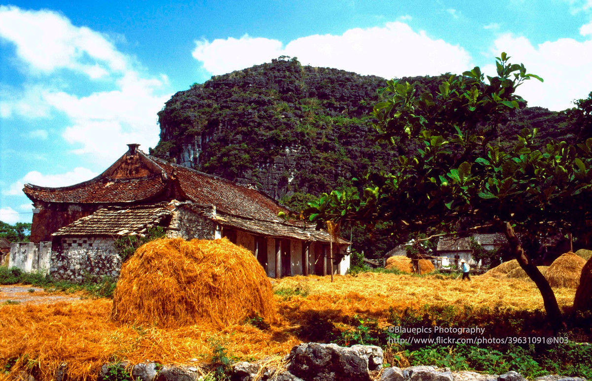 Mảnh sân mùa gặt ở Tam Cốc.