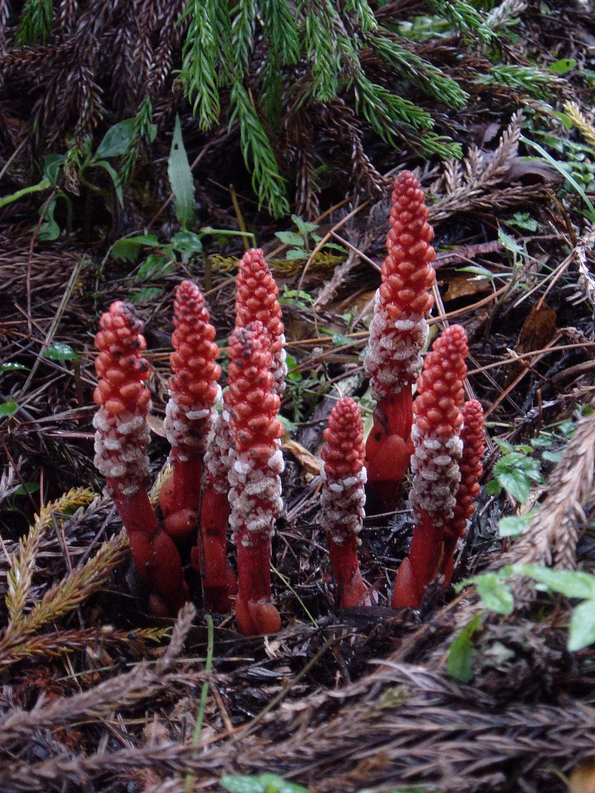 Là loài cây lưỡng tính, dó đất hoa thưa có cả hoa đực và hoa cái. Hoa đơn tính khác gốc, họp thành cụm hoa dạng bông nạc.