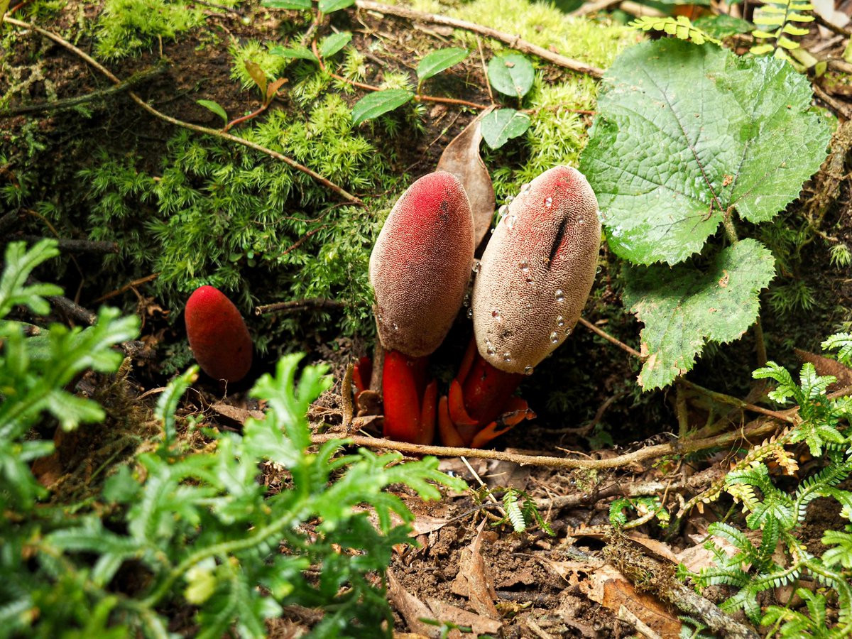 Ở Lào, người ta dùng củ của dó đất hoa thưa để chế một loại nhựa dính dùng bẫy chim.