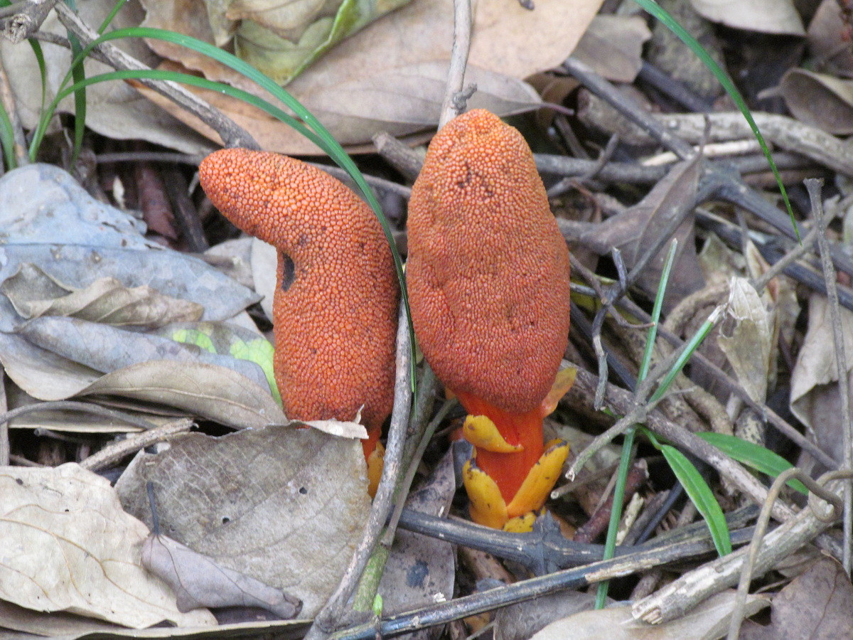 Các nhà khoa học đưa ra khuyến cáo người dân không xâm hại, khai thác các cây còn sót lại trong tự nhiên, đồng thời cần nghiên cứu thêm về các đặc điểm sinh học nhằm bảo tồn loài cây này một cách hiệu quả.