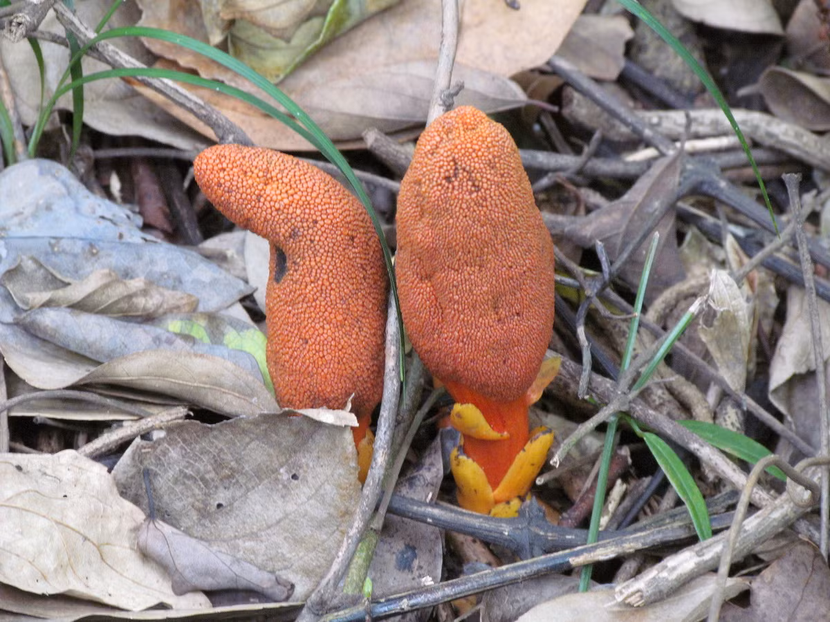 Các nhà khoa học đưa ra khuyến cáo người dân không xâm hại, khai thác các cây còn sót lại trong tự nhiên, đồng thời cần nghiên cứu thêm về các đặc điểm sinh học nhằm bảo tồn loài cây này một cách hiệu quả.