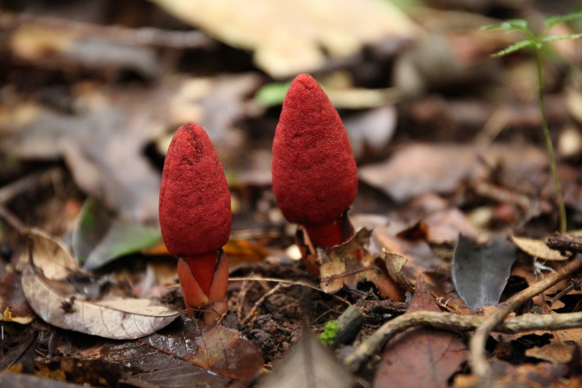 Dù có vẻ ngoài thường bị nhầm với nấm, đây là một loài thực vật có hoa thực sự. Chúng có đặc điểm sinh học tương tự nấm, khi không có diệp lục, mọc và sống ký sinh trên rễ những loài thực vật có hoa khác trong rừng sâu ẩm thấp.