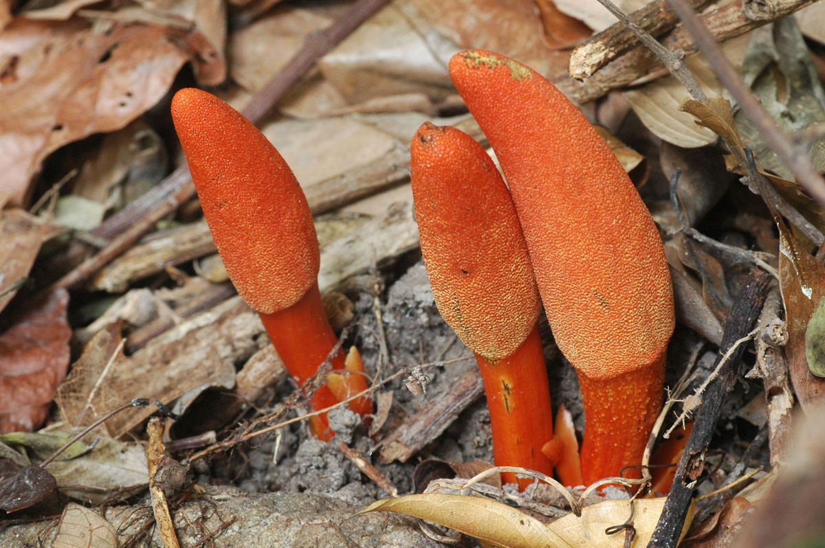 Hoa cái hình bầu dục thuôn, không có bao hoa, mọc ở quanh chân của vảy bảo vệ, vảy hình trứng lõm ở đỉnh, một vòi nhụy.