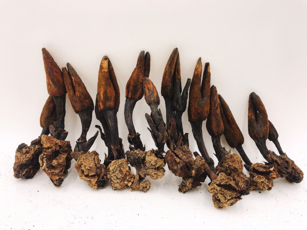 Theo kinh nghiệm dân gian, loài cây này được dùng làm thuốc bổ máu, kích thích ăn ngon miệng, phục hồi sức khỏe nhanh, được dùng trị các chứng như nhức mỏi chân tay, người mới ốm dậy, phụ nữ sau sinh, có tác dụng bổ thận tráng dương, tư âm, chỉ huyết, chỉ thống...