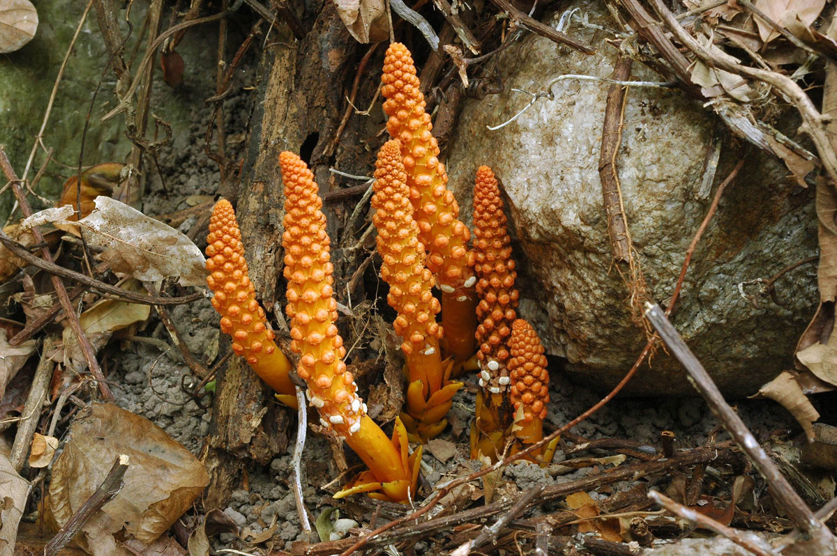 Cụm hoa đực hình trụ, gồm những hoa gần như không cuống, bao hoa gồm 6 mảnh, trong đó 2 mảnh giữa (đối diện nhau) lớn hơn và cụt đầu, các mảnh bên hình trái xoan tròn đầu, khối phấn bị ép ngang.