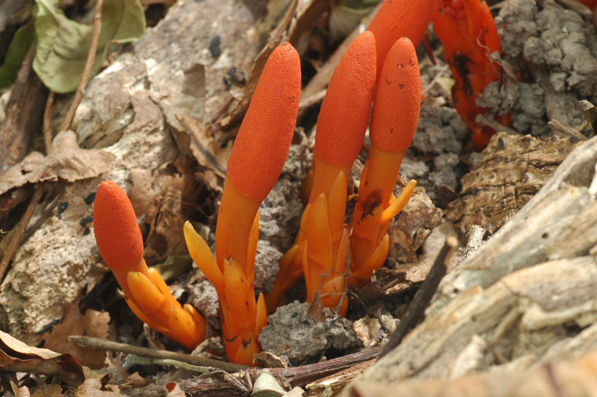 Loài cây này phân bố chủ yếu ở khu vực nhiệt đới và cận nhiệt đới miền Nam Trung Quốc và lục địa Đông Nam Á. Tại Việt Nam, dó đất hoa thưa được tìm thấy ở các tỉnh khu vực miền núi phía Bắc và Tây Nguyên.