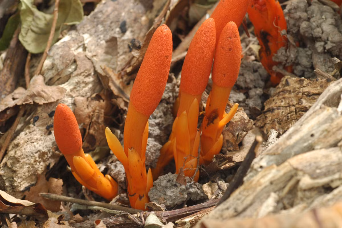 Loài cây này phân bố chủ yếu ở khu vực nhiệt đới và cận nhiệt đới miền Nam Trung Quốc và lục địa Đông Nam Á. Tại Việt Nam, dó đất hoa thưa được tìm thấy ở các tỉnh khu vực miền núi phía Bắc và Tây Nguyên.