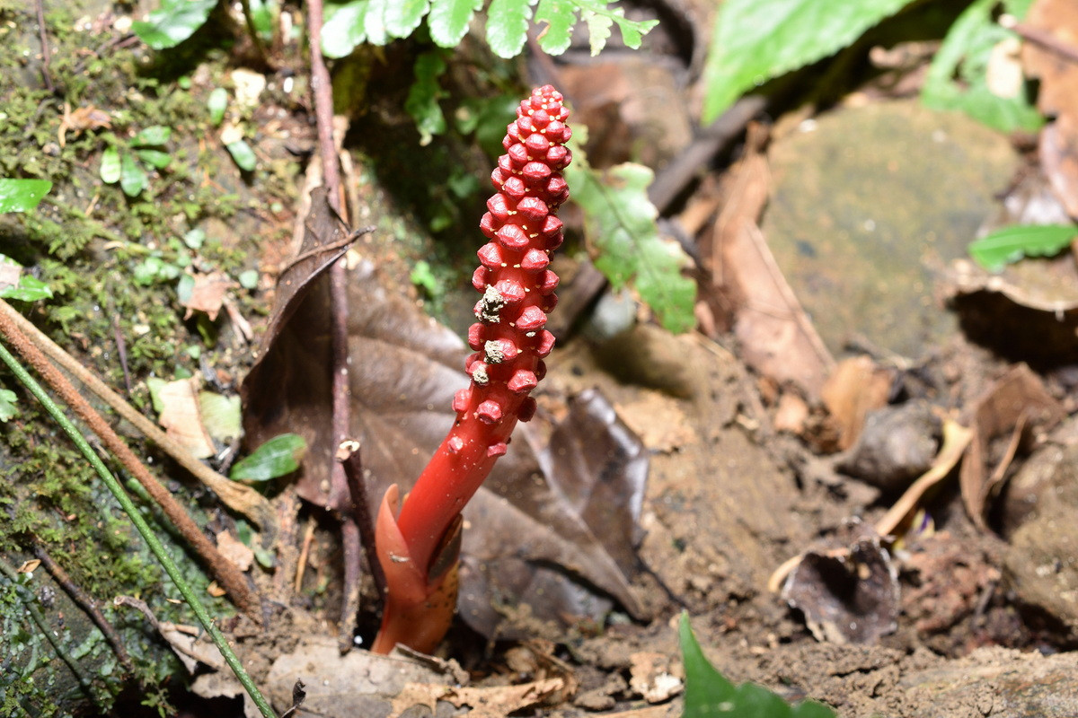 Dó đất hoa thưa ra hoa tháng 11-12, và chỉ khi có hoa mới dễ phát hiện. Ngoài hình thức sinh sản hữu tính, chúng cũng sinh sản vô tính bằng cách đẻ nhánh.