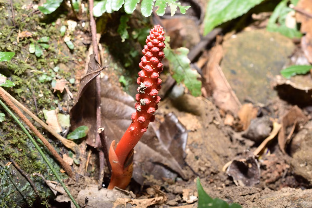 Dó đất hoa thưa ra hoa tháng 11-12, và chỉ khi có hoa mới dễ phát hiện. Ngoài hình thức sinh sản hữu tính, chúng cũng sinh sản vô tính bằng cách đẻ nhánh.