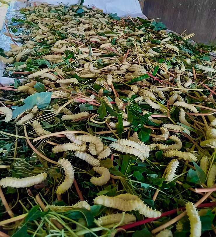 Loai nhin ghe so nhung la dac san lai gap 10 lan