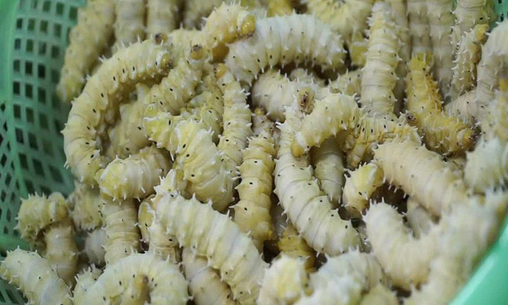 Nếu mùa hè, chỉ cần nuôi khoảng 18-20 ngày là được bán. Mùa đông, tằm lâu lớn hơn nên mỗi lứa tằm cần nuôi khoảng 20-25 ngày.