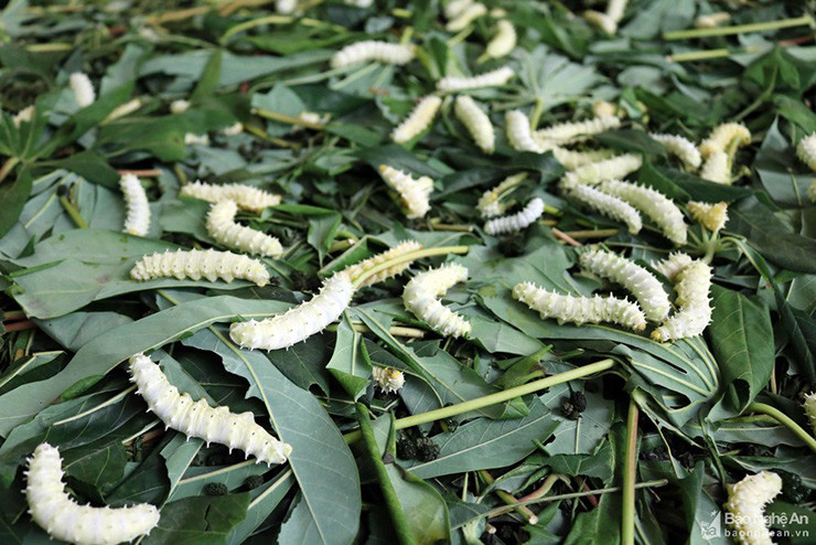 Với 1 lạng trứng tằm giá khoảng 1 triệu đồng, sau hơn 20 ngày nuôi nấng có thể thu về hơn 100kg tằm thịt. Sau khi bán, tằm thu hoạch được lãi gấp nhiều lần so với tiền vốn bỏ ra.