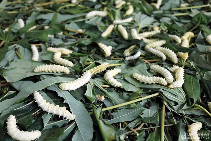 Với 1 lạng trứng tằm giá khoảng 1 triệu đồng, sau hơn 20 ngày nuôi nấng có thể thu về hơn 100kg tằm thịt. Sau khi bán, tằm thu hoạch được lãi gấp nhiều lần so với tiền vốn bỏ ra.