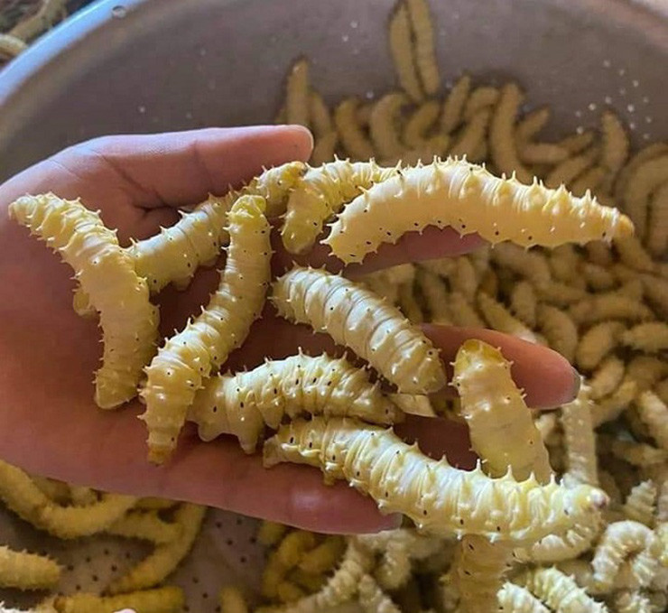 Tằm lá sắn rất giàu đạm, chất béo và chứa nhiều vitamin như B1, B2, khoáng chất