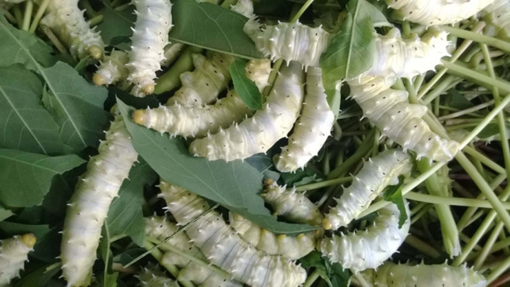 Nhìn bề ngoài, chúng lúc nhúc có gai chi chít trông đáng sợ, nhiều người nhìn thấy lần đầu sẽ e dè, không dám lại gần