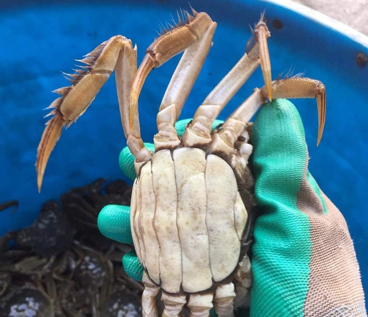 Loại cua lạ ở Bắc Giang có giá hơn nửa triệu đồng/kg Loai cua la o Bac Giang co gia hon nua trieu dong/kg