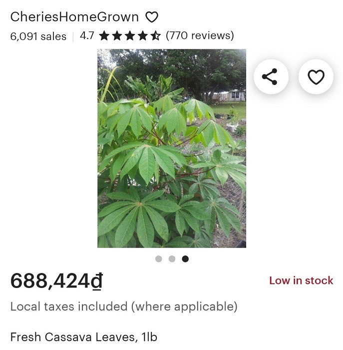 Những loại lá trước bỏ đi nay mang bán hàng triệu đô - Hình 3 Nhung loai la truoc bo di nay mang ban hang trieu do-Hinh-3