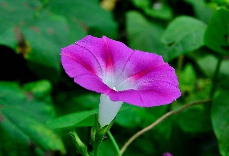 Tuần mới từ ngày 10/10, 3 con giáp được Thần Tài ưu ái - Hình 3 Tuan moi tu ngay 10/10, 3 con giap duoc Than Tai uu ai-Hinh-3