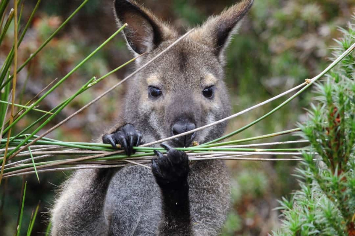 Chuột túi Wallaby ở Ireland. Những chú chuột túi Wallaby thường được tìm thấy ở Australia. Nhưng tại sao chúng lại xuất hiện ở Đảo Lambay, ngoài khơi bờ biển Ireland? Theo Stars Insider, chúng có thể được đưa đến Ireland vào những năm 1950 và đã thích nghi với khí hậu ở đây.