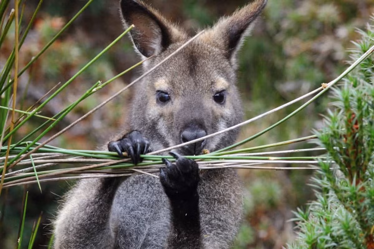 Chuột túi Wallaby ở Ireland. Những chú chuột túi Wallaby thường được tìm thấy ở Australia. Nhưng tại sao chúng lại xuất hiện ở Đảo Lambay, ngoài khơi bờ biển Ireland? Theo Stars Insider, chúng có thể được đưa đến Ireland vào những năm 1950 và đã thích nghi với khí hậu ở đây.