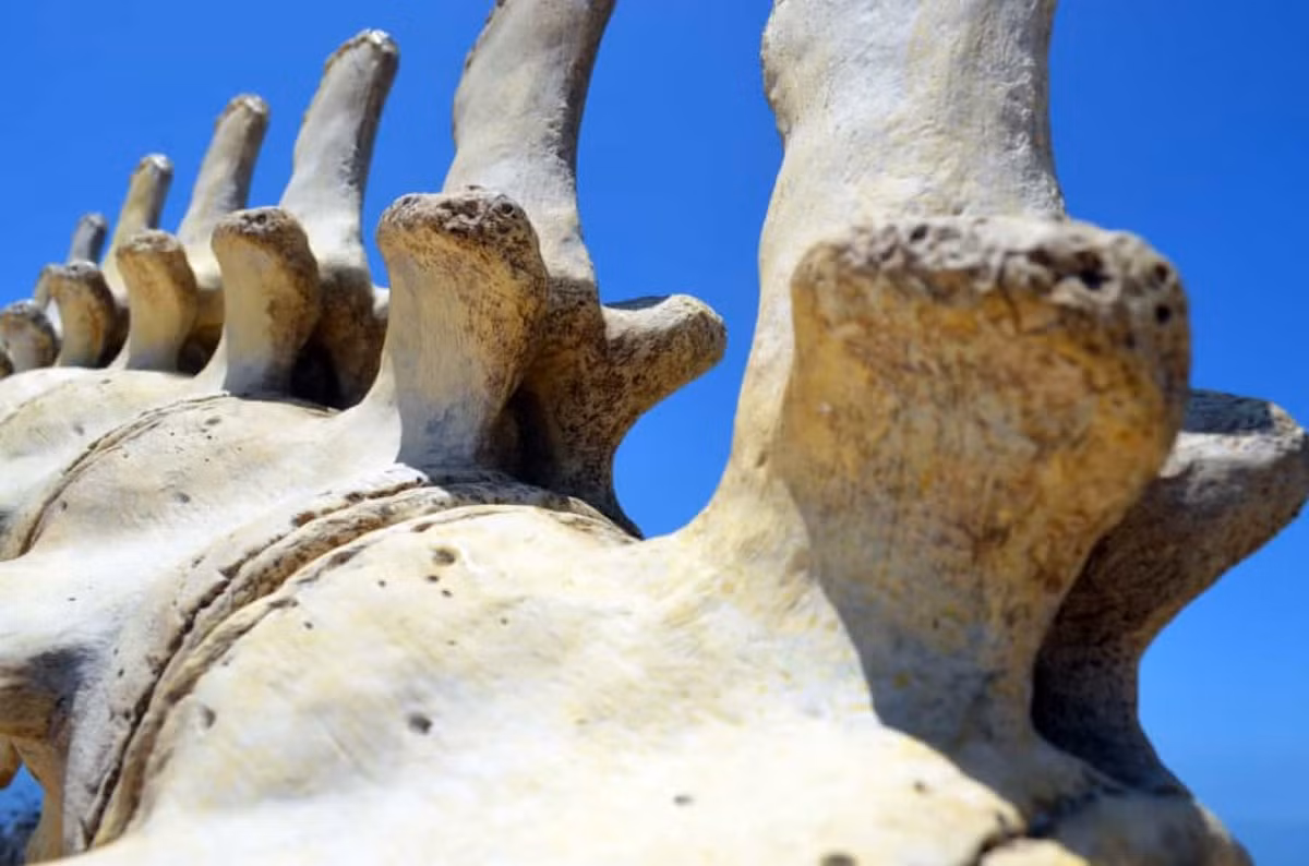 Hóa thạch cá voi tại một trang trại. Năm 1849, các công nhân xây dựng đã tìm thấy hóa thạch cá voi tại một trang trại ở bang Vermont, Mỹ. Tuy nhiên, điều kỳ lạ là khám phá được phát hiện ở nơi cách xa đại dương khoảng 322km. Các hóa thạch ước tính khoảng 12.500 năm tuổi.