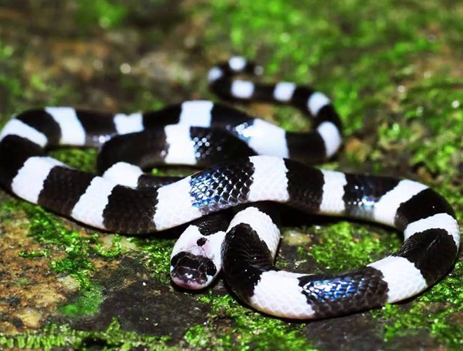 Sở dĩ rắn biển belcher được mệnh danh là loài rắn độc nhất trên thế giới, vì ngườibị chúng tấn công sẽ có cảm giác không đau đớn, tuy nhiên chúng sẽ phát tác sau khoảng 4 tiếng khi nọc độc đã ngấm vào cơ thể và khiến nạn nhân đau đớn và tử vong.