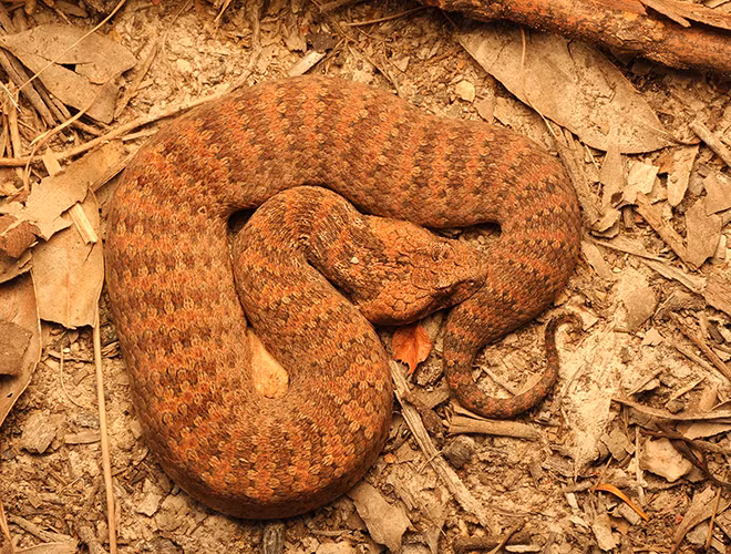 Kimberley Death Adder, một loài rắn tử thần với cái đầu hình tam giác, thân dài 50cm và có độc tính cao. Nọc độc của chúng có thể gây tê liệt và tử vong nếu không được điều trị kịp thời.