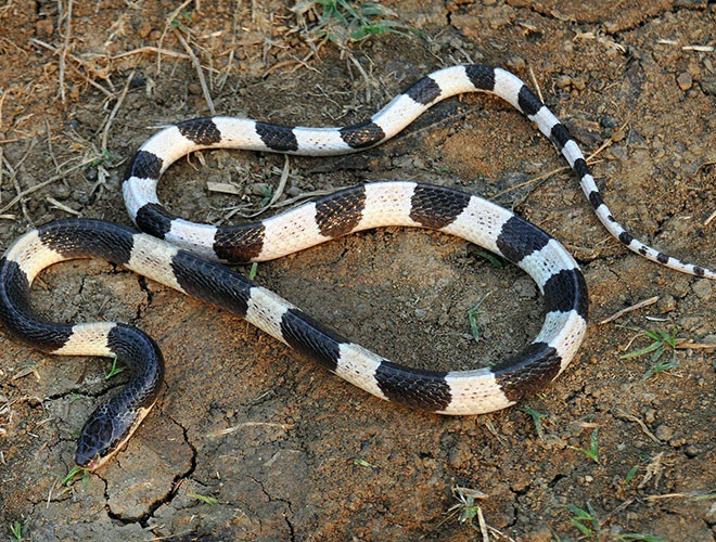 Blue Krait có chiều dài lớn nhất vào khoảng 160 cm và nọc độc có thể mạnh hơn nọc độc của rắn hổ mang thường đến 16 lần, thức ăn của loài rắn này đa số là các loài rắn nhỏ hơn chúng.