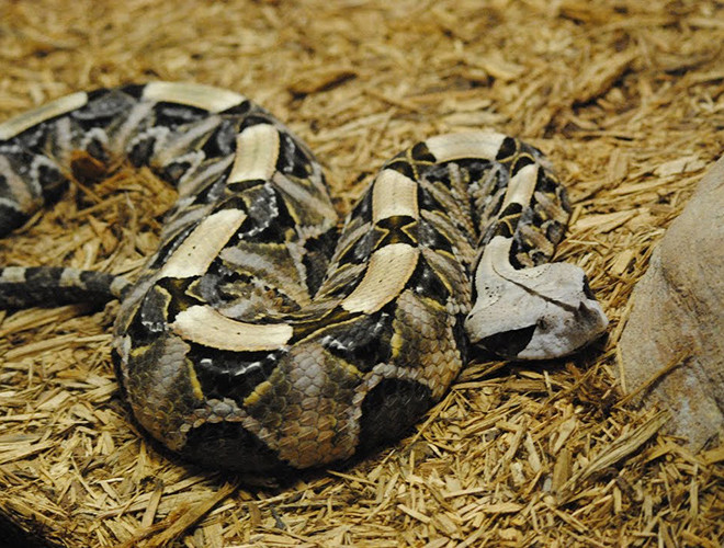 Rắn hổ lục Gaboon là loài rắn được tìm thấy ở châu Phi,được đánh giá là loài rắn lớn nhất hành tinh, chúng có chiều dài từ 1-2m, nặng gần 20kg và sở hữu răng nanh dài 5 cm với vẻ ngoài như một con sâu bướm khổng lồ.