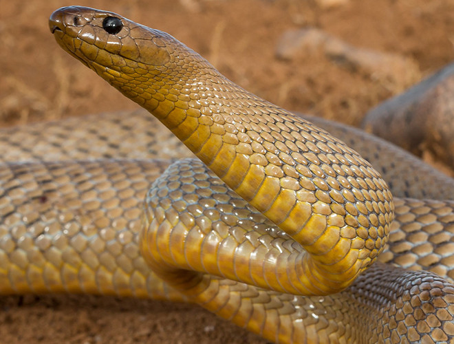 Rắn Inland Taipan dài khoảng 2,5m, dùlà rắn độc, nhưng nó rất nhát và hay lẩn, luôn luôn tìm cách chạy trốn nếu có sự cố.