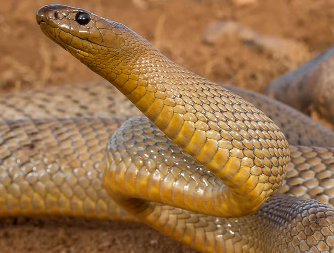 Rắn Inland Taipan dài khoảng 2,5m, dùlà rắn độc, nhưng nó rất nhát và hay lẩn, luôn luôn tìm cách chạy trốn nếu có sự cố.