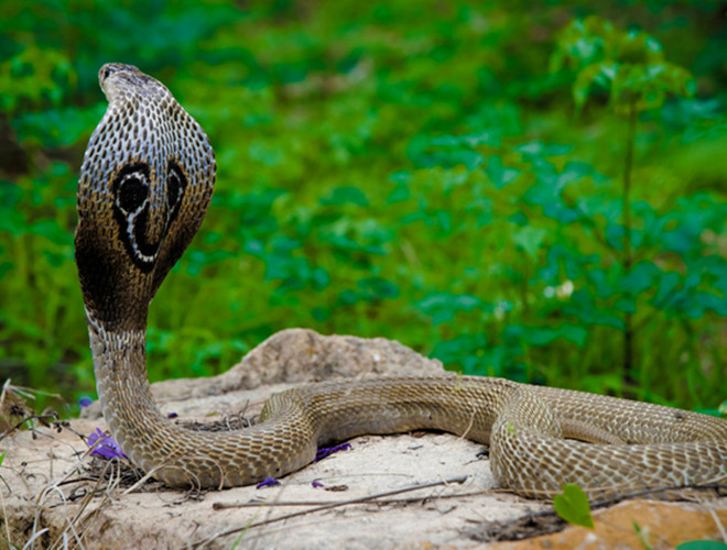 Indian Cobra ( rắn hổ mang Ấn Độ), được tôn kính trong thần thoại và văn hóa Ấn Độ, và thường được những người thôi miên rắn sử dụng.