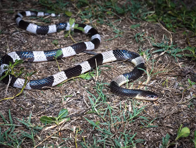 Rắn Blue Krait (rắn cạp nong) là loàisinh sống đơn lẻ ở trong gò mối và hang của động vật gặm nhấm, trong hốc cây, hẻm đá của vùng Đông Nam Á, trong đó có Việt Nam.