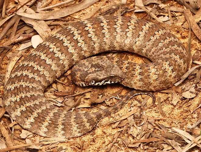 Với màu cam - nâu của mình con rắn tử thần này là một bậc thầy ngụy trang, nó có thể trông giống lá khô, tảng đá hay dễ dàng lẫn vào màu đất và bất thình lình tấn công con mồi.