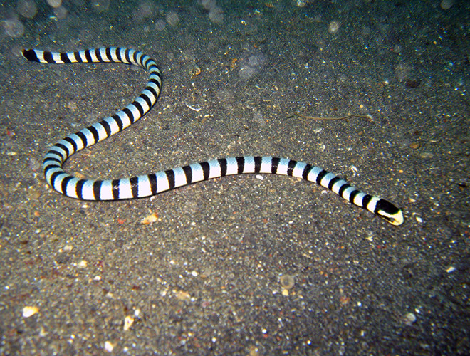 Rắn biển belcher là loài sống trong môi trường biển, có kích thước vừa phải, dao động từ 0,5- 1m, cơ thể mỏng với màu vàng crom, cùng với các vằn màu xanh đậm, chúng không có mang nên thường ngoi lên mặt nước để thở.