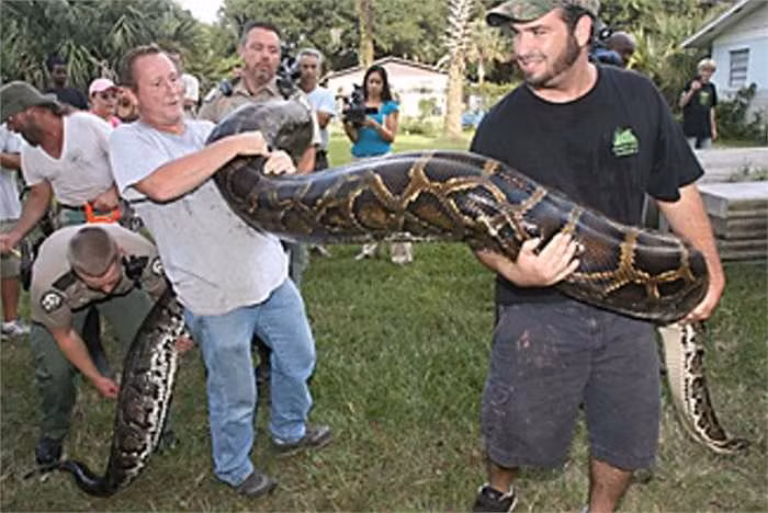 Một trong những loài mãng xà to lớn nhất là mãng xà Miến Điện. Trên hành tinh chúng ta xuất hiện nhiều loài rắn khổng lồ, nhưng đặc biệt nhất phải kể đến loài mãng xà Miến Điện, được phát hiện tại khu vực Đông Nam Á. Chúng có tuổi thọ trung bình 25 năm, đạt chiều dài 5,5m và trọng lượng lên đến 113kg.