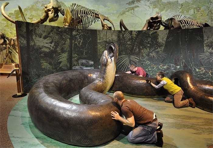 Mãng xà Titanoboa. Mãng xà Titanoboa xếp vị trí đầu bảng dù chúng đã không còn tồn tại trên hành tinh chúng ta. Titanoboa là một chi rắn từng sinh sống khoảng từ 60 tới 58 triệu năm trước, là loài rắn to lớn nhất được phát hiện từ trước tới nay.