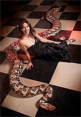 Trăn gấm. Trăn gấm, Trăn vua hay Trăn mắt lưới châu Á là một loại trăn lớn sống ở vùng Đông Nam Á và Nam Á