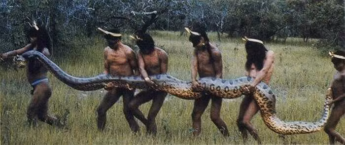 Giống như các loại trăn khác, trăn gấm không có nọc độc và vì vậy chúng giết con mồi bằng cách dùng thân quấn quanh con vật và siết nó cho đến chết. Mặc dù loài trăn gấm đủ khỏe để giết người nhưng chúng không được xem là loài động vật nguy hiểm cho con người và trường hợp người bị chúng tấn công rất ít khi xảy ra.