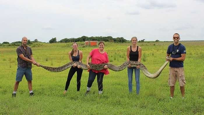 Thậm chí có tài liệu từng ghi nhận phát hiện có cá thể nặng tới 181 kg và chiều dài 8,2m được tìm thấy ở Công viên Serpent Safari, bang Illinois nước Mỹ. Tuy nhiên sau khi con mãng xà trên qua đời, kỷ lục thế giới loài rắn khổng lồ vẫn ghi nhận chiều dài 18m là cực đại. Loài mãng xà Miến Điện từng sinh sống ở Florida Everglades, tuy nhiên ngày nay chúng gần như biến mất vì bị săn bắt lấy thịt. Ảnh: Con mãng xà Miến Điện dài 5,5m ở Florida Everglades.