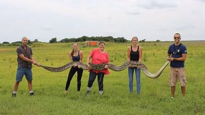 Thậm chí có tài liệu từng ghi nhận phát hiện có cá thể nặng tới 181 kg và chiều dài 8,2m được tìm thấy ở Công viên Serpent Safari, bang Illinois nước Mỹ. Tuy nhiên sau khi con mãng xà trên qua đời, kỷ lục thế giới loài rắn khổng lồ vẫn ghi nhận chiều dài 18m là cực đại. Loài mãng xà Miến Điện từng sinh sống ở Florida Everglades, tuy nhiên ngày nay chúng gần như biến mất vì bị săn bắt lấy thịt. Ảnh: Con mãng xà Miến Điện dài 5,5m ở Florida Everglades.