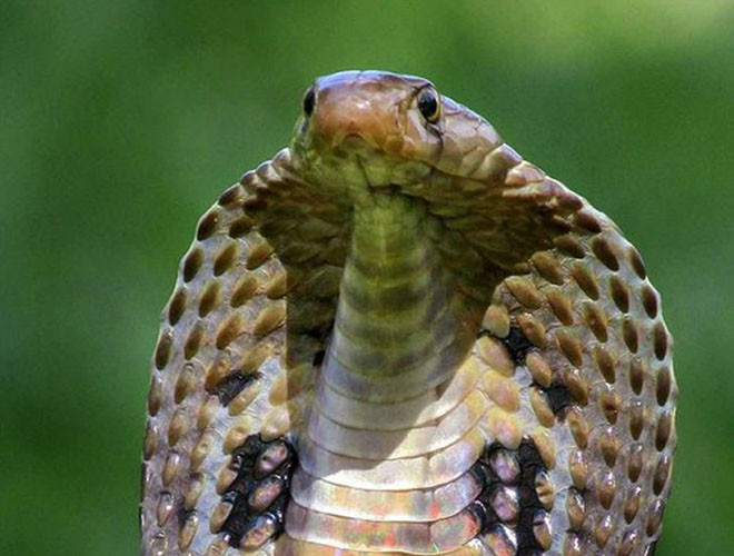 Cũng như cắn, rắn hổ mang Ấn Độ có thể tấn công hoặc tự vệ từ xa bằng cách phun nọc độc gây đau đớn và thiệt hại nghiêm trọng nếu nó lọt vào mắt của con mồi.