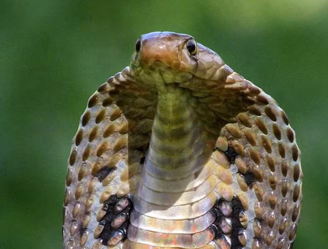 Cũng như cắn, rắn hổ mang Ấn Độ có thể tấn công hoặc tự vệ từ xa bằng cách phun nọc độc gây đau đớn và thiệt hại nghiêm trọng nếu nó lọt vào mắt của con mồi.