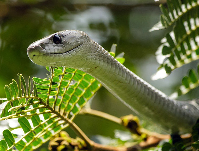 Loài rắn này thường có vẻ ngoài màu olive, xám, xanh cùng khoang miệng đen ngòm luôn dùng đe dọa con mồi và tự vệ. Với cái đầu hình chữ nhật, loài rắn này còn được gọi là "cỗ quan tài di động".