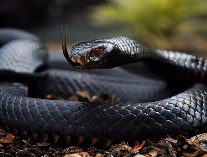 Rắn mamba đen thường sống đơn độc tại các cánh đồng cỏ rộng lớn, hốc đá, trên cây cao. Mamba đen trưởng thành có thể dài từ 2,5m đến 4m, vết cắn của chúng có khả năng gây chết người chỉ trong 15 phút.