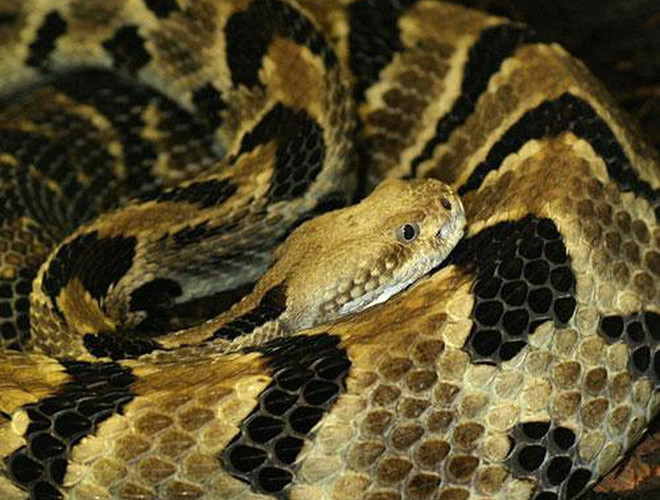 Nếu con người bị rắn hổ lục Gaboon tấn công, vết cắn có thể khiến sưng phồng, đau dữ dội, co giật, bất tỉnh, hoại tử… trước khi dẫn đến tử vong, nếu không được cứu chữa kịp thời.